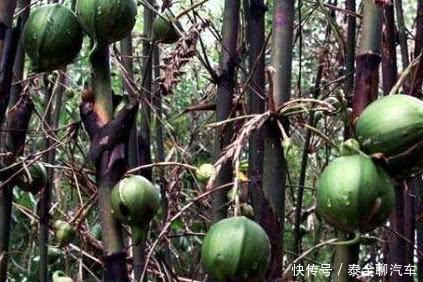 竹子上长出的梨, 1斤上百元, 却遭农民嫌弃, 你吃过吗