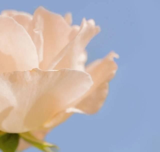  [大圣不空]这样调色，太温柔治愈了！