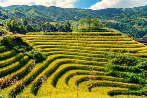 广西不能错过的美景！龙脊梯田即将迎来金黄色季节，再不去就等明