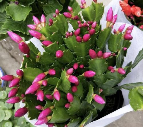  『蟹爪兰』趁着天暖扦插2种花，一片叶子扔土里，10天生根发芽，当年开花