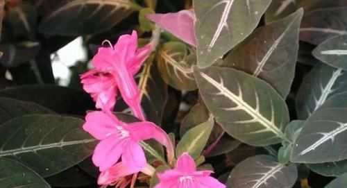  「适合」小花像喇叭一般的马可芦莉，叶脉呈银白色，适合养阴凉处的盆栽