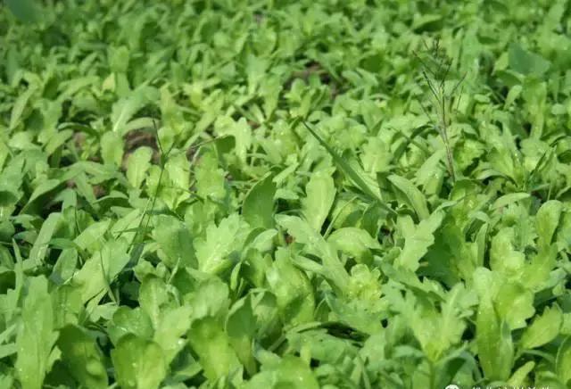 『收获』阳台种上4种菜,2个月就能收获,一茬接一茬,绿色又健康!