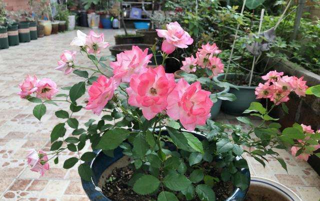 『开花漂亮』不垂头的4种藤本月季，花量丰富，花期超长，值得拥有