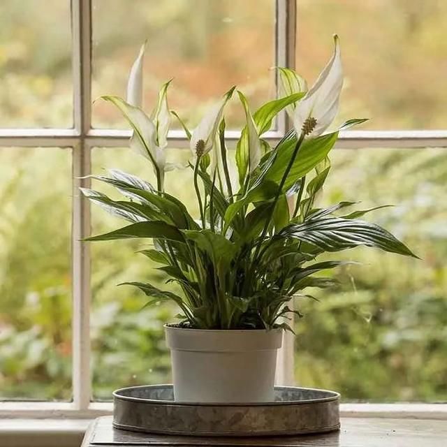  『家里』在室内半阴处容易开花的11种盆栽开花植物，家里可多种几种