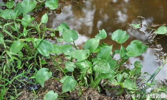 用这个野草泡水喝可以润喉，农村田里常见，过去农民看见就拔掉