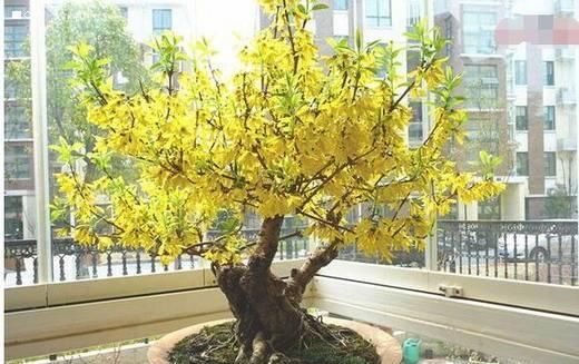 『盆景』迎春花开花时 是先开花后长叶还是先长叶后开花?