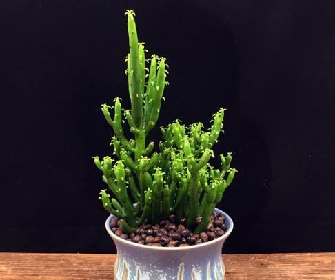  「植物」这3种大戟科的多肉植物有毒，养护的时候，须留心