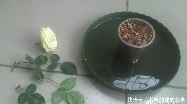  扦插@养花技巧：学会这种扦插法，插什么活什么，太简单了！