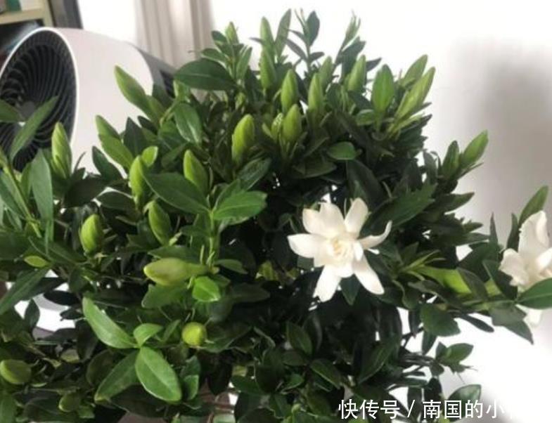  【栀子花】栀子花开完花，养护分“3步”，植株健壮新芽多，来年照样开满花