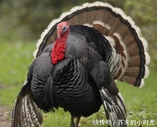 『吃货』为啥火鸡在国外那么火,我国却很少人吃?中国吃货:吃过你就懂了