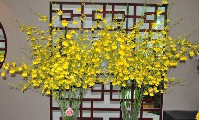  [花朵精灵]100朵兰花一起开，兰花里的“满天星”，黄色的小精灵，美极了