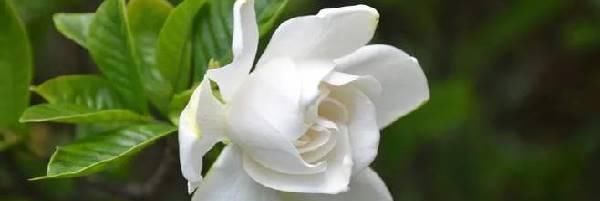 扦插|栀子花懒人的水培扦插,一个塑料瓶一块泡沫就能搞定