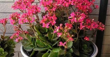 『养分』长寿花花谢后怎么养?做好这“3点”,很快就能“二次开花”