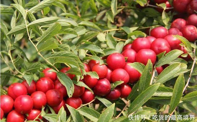  [钙果]农村这种水果，以前烂地里也没人要，如今30元一斤成稀罕