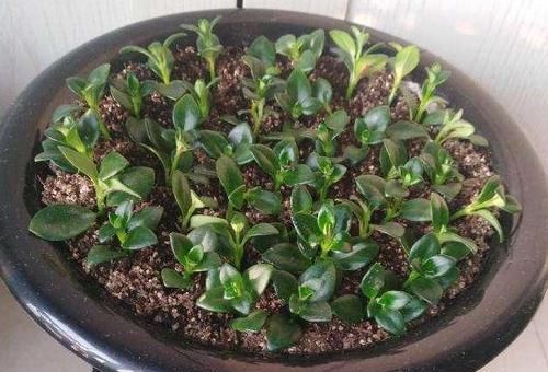  「盆栽」此种盆栽，花叶俱美，一年开花300多天，上面爬满'小金鱼'