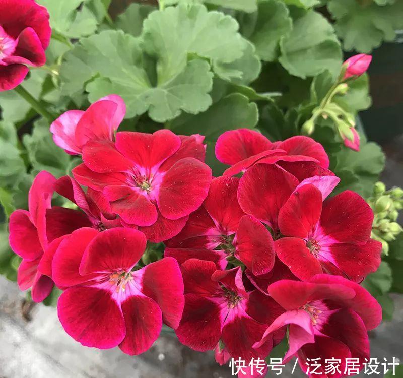  每种■110种天竺葵，每种都超美，看看你认识多少种？