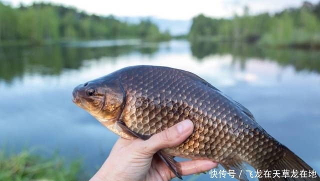  『夏季』钓鱼：春季好钓鱼，还是夏季好钓鱼，这次捋一捋！