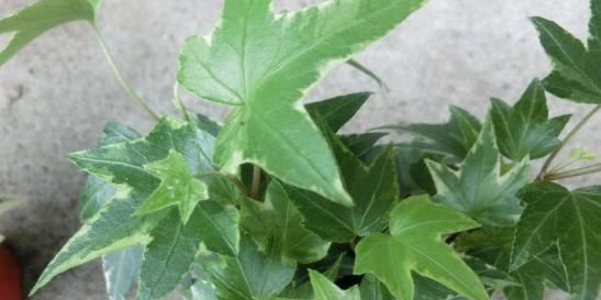  【阳光】常青藤，扦插1个枝，一年长一大片，没有阳光、浇点水也能长爆盆