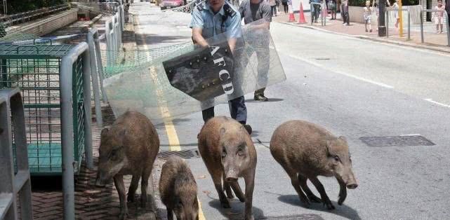 香港有农民吗？让我们一起看下正确的答案