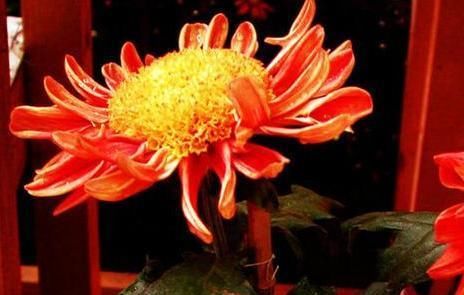  『妩媚』喜欢菊花，不如养盆“稀世名菊”洹水红桂，似美人起舞，妖娆妩媚