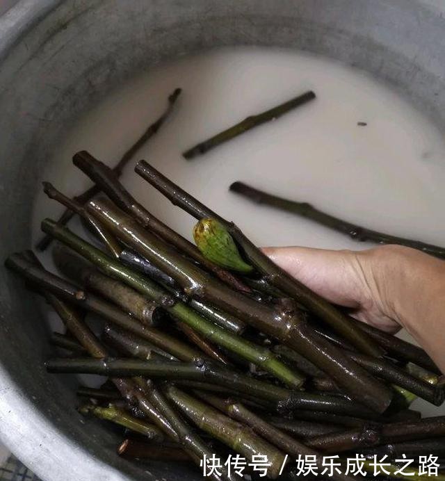  「果子」扦插无花果，“糖水里”泡一泡，20多天就生根，红果子压弯枝
