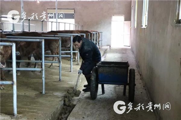 玉屏枹木垅村:发展肉牛养殖 拓宽群众增收渠道