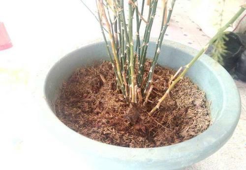  『爷爷』老花匠爷爷养了几十年的花，从来不黄叶，大家来学学