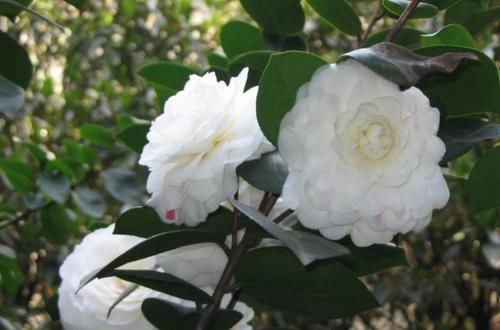  养护@1种茶花，人称“冰山雪莲”，价值上万元，养1盆就值，您有吗