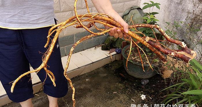  【果实】这种植物叶子似手掌，果实如毛桃，根茎煮汤喝能止咳，目前很珍贵