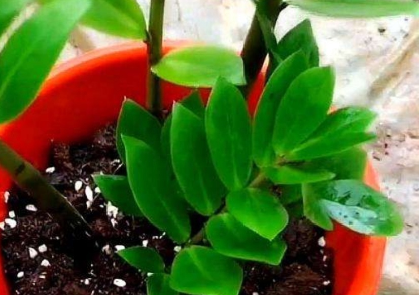  「修剪下来」家里养6种花，摘片叶子就能插活，学会了越养越多