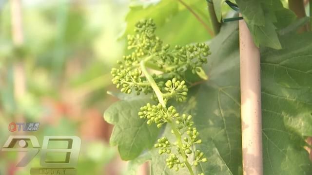  「农业生产」阳台变田园 盆栽蔬菜你家阳台有吗