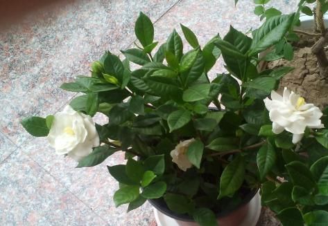  【养花】家庭养花如何浇水？注意3个“细节”，根系壮，开花多，植株旺