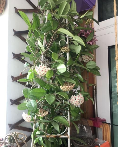  满屋子：此四款花，比绿萝好养，比兰花还香，花开一朵，满屋子香气！?