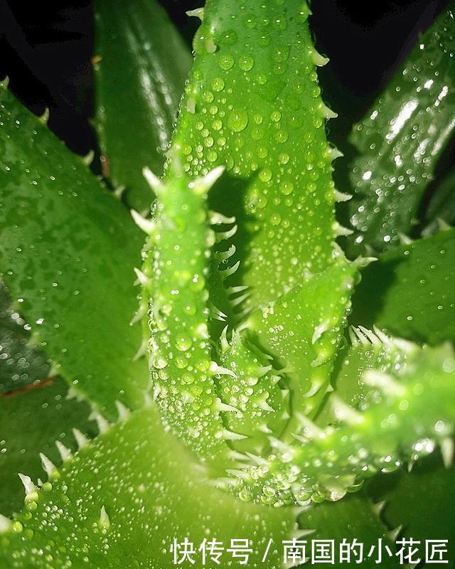  #盆土#“芦荟”日常养护，做好这三点，枝叶肥厚，噗噗长