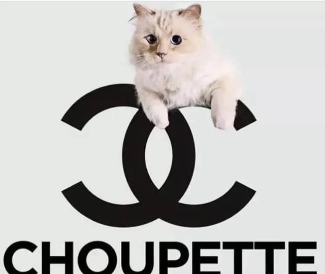 宠物■老佛爷过世一年后，那只承继了21亿财产的猫如何了？人比不上猫...