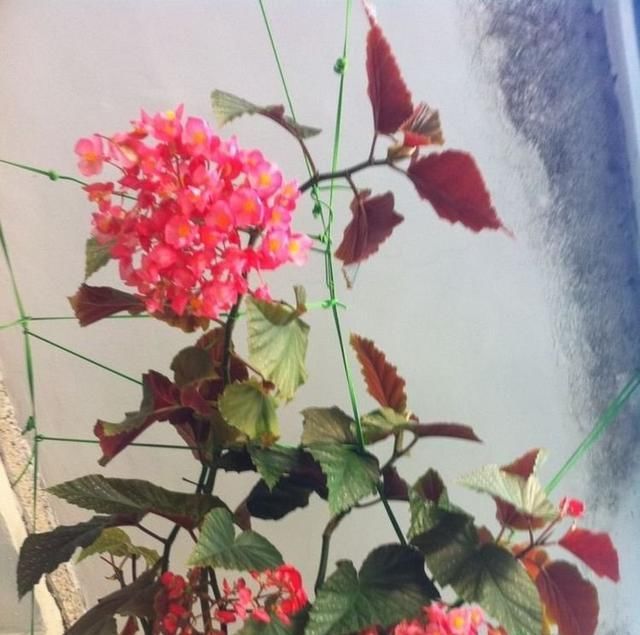 有一种花容易爆盆而且养护简单？