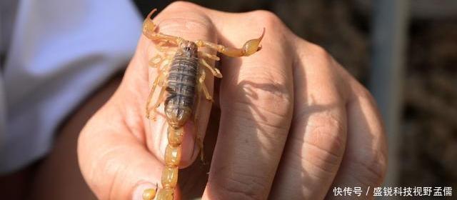  殖行业：未来5年，农民养殖什么最赚钱不是养猪，也不是养鸡！