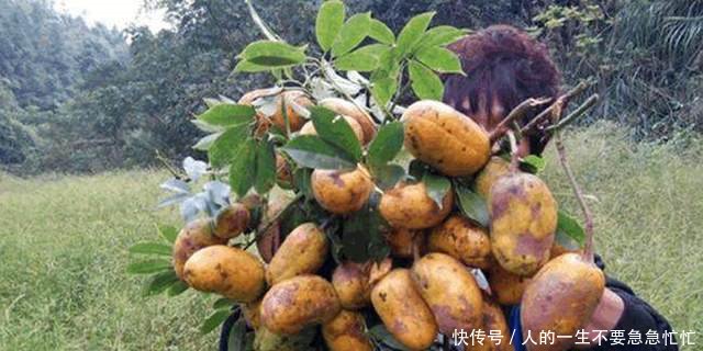 曾经无人问津的牛卵坨，现在农民专门种它，亩赚6、7万元