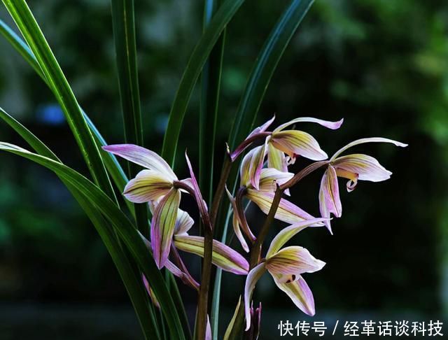 『操作方式』花盆太深怎么栽兰花?切忌根系比盆低,兰花上盆技巧比浇水重要