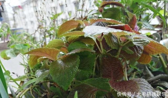  [竟然]这两种野草和配菜，在花盆都能长得很茂盛，竟然浑身是宝