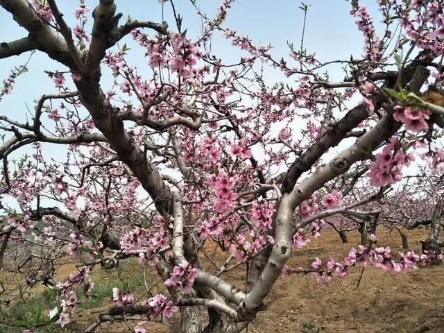  「能吃」春季里最美的野花，小时候天天见，现在成了稀罕物，你认识几种？