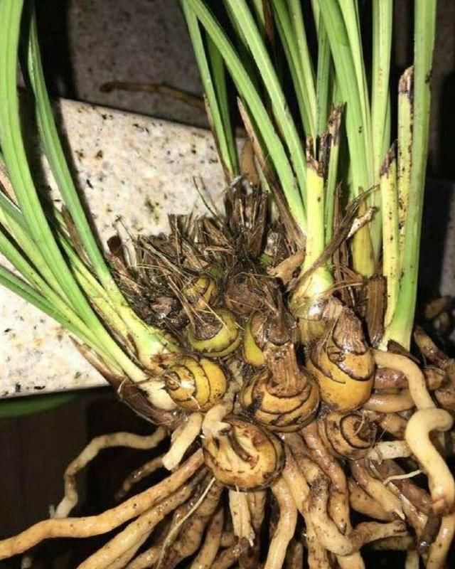 兰花什么时候分盆好？记住两个“分”字，易成活，长势好！