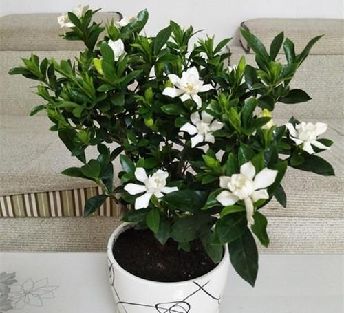  「栀子花的生」栀子花有“5忌”，难怪“花苞”哗哗掉，原来是“犯忌”了