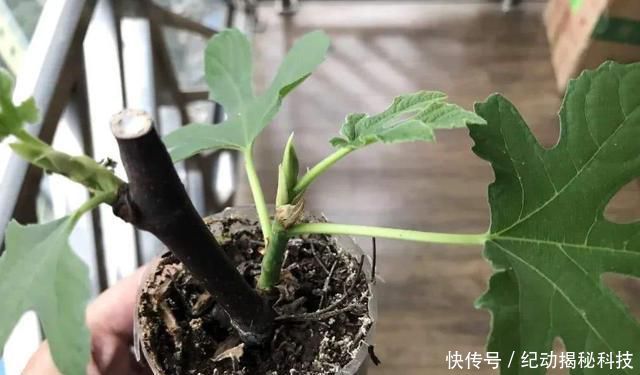 吃不完■剪根无花果枝条插土里,这么一处理,生根发芽快,结的果子吃不完
