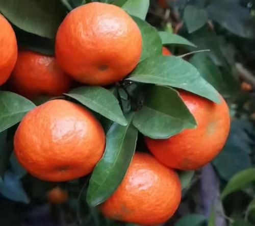  [采摘工]砂糖橘留在树上无法采摘，果农们说摘了也卖不出去，原