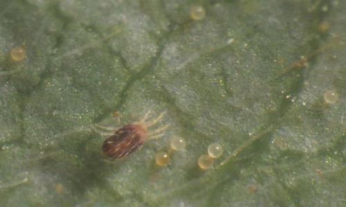  空气湿度■家里的花叶片上长满了红斑点，有很多小蜘蛛网是咋回事？