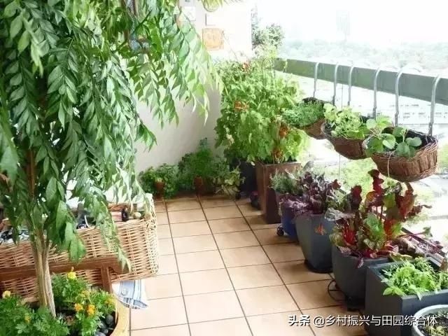  『蔬菜』半农学院丨如今90后的院子、阳台流行这样种菜，再也不羡慕李子柒