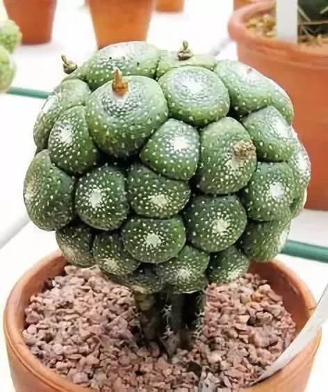 『开出的花』非常罕见的仙人掌,一起欣赏!
