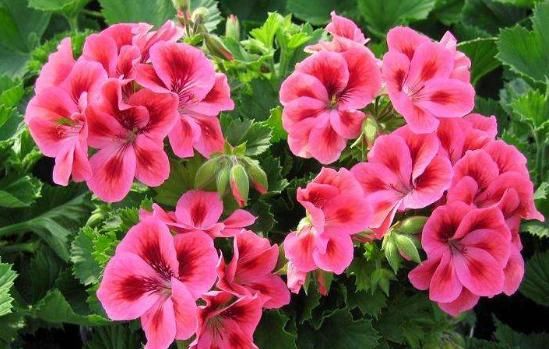 【美色】阳台首选这4款,寓意好易打理,花美色艳,一年四季都有花赏