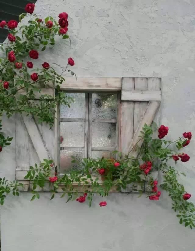  「养花」等我们年纪大了，回乡下，开辟院子，种菜养花